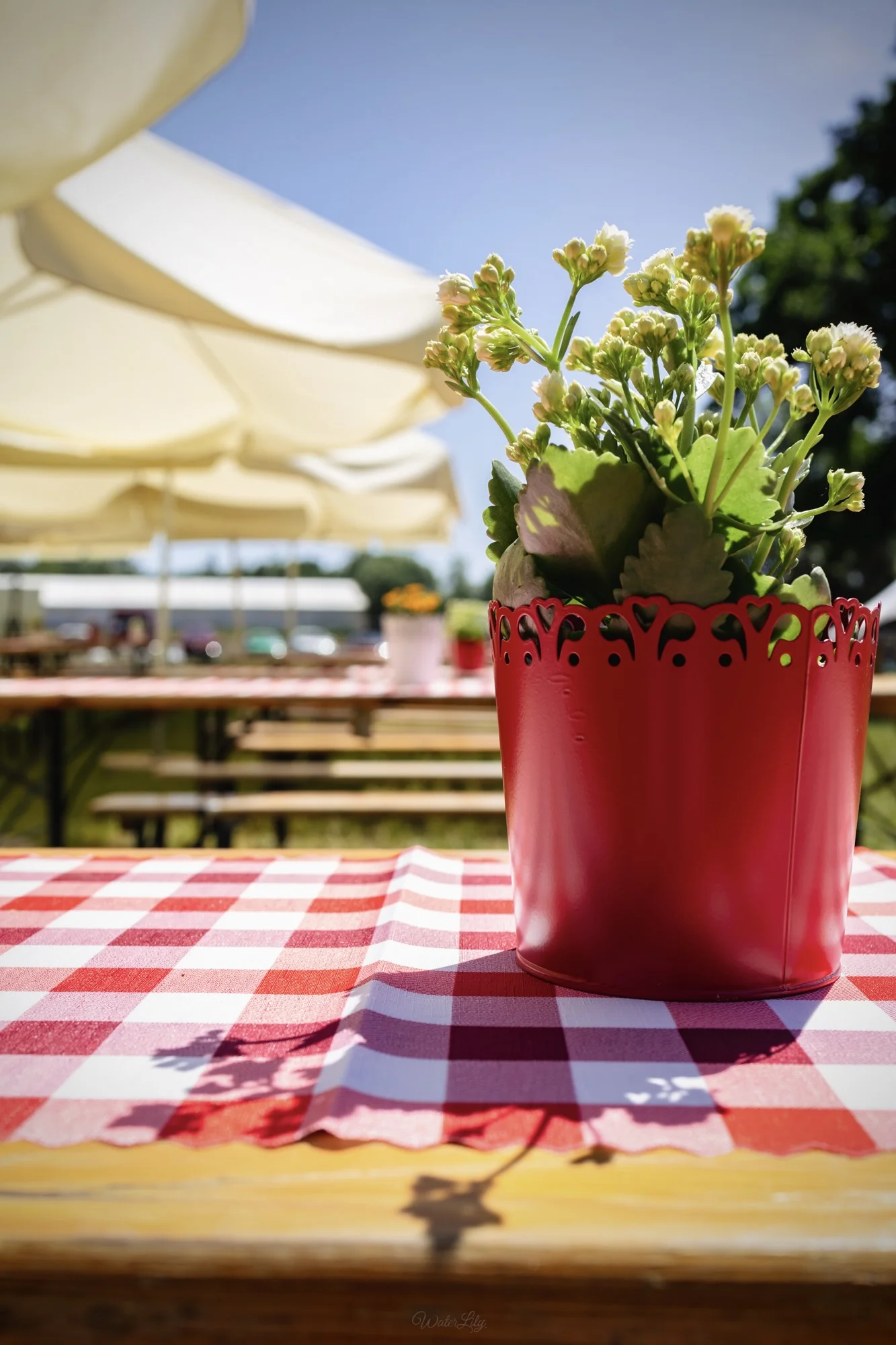 stol piknikowy bieznik w czerwona krate czerwona doniczka kwiatek wypozyczalnia dekoracji rent4events rent4wedding wroclaw - Wypożyczalnia Ślubna Scena w plenerze. Czerwona doniczka z rośliną na piknikowym stole z bieżnikiem w biało-czerwoną kratkę w plenerowej strefie eventowej. W tle więcej drewnianych stołów, kremowe parasole i zielone otoczenie. Idealna dekoracja na piknik lub inny event plenerowy we Wrocławiu i nie tylko. Wypożycz dekoracje w rent4events.pl oraz rent4weddings.pl - rent4events.pl wypożycz wrażenia, rent4weddings.pl zachowaj wspomnienia.